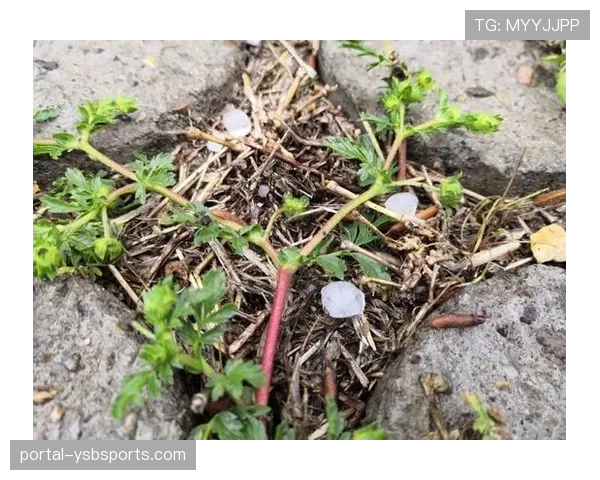 阿姆斯特黄金赛突降冰雹，多名车手被迫在路边紧急更换装备